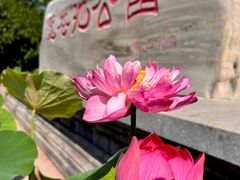 -莲花池公园