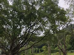 -云溪植物园