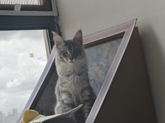 -翊宠yipet猫狗购宠庄园犬舍•猫舍