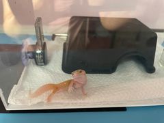 -酷以爬仙阁实体爬宠店·守宫·蜥蜴·专业繁育