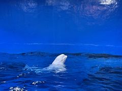 -海合安天津极地海洋公园