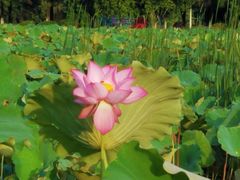 -艾溪湖湿地公园