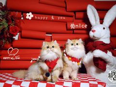 -超宠爱宠物摄影-Super pet