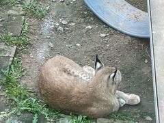 -青藏高原野生动物园