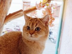 -喵屿·大理花园猫咖