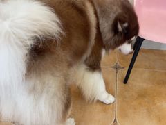 -Let's go狗咖·猫咖·奶狗·桌游(春熙路IFS店)