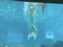 -海棠湾洲际-涛·海底餐厅·美人鱼·自助餐·海底隧道