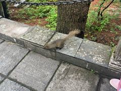 -苍山感通索道