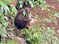 -西岭雪山大飞水景区