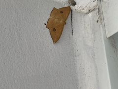 -平湖九龙山庄园圣马可酒店