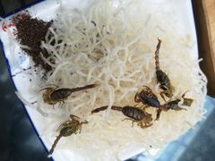 -老张烤羊(王哥庄店)