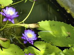 -国家植物园南园