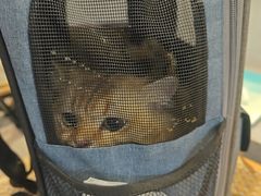 -伟伟宠物医院·CT影像中心·瑞派犬猫综合性门诊(汉口总院)