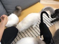 -米宠家·撸猫猫咖小萌宠·猫咪洗澡·猫咪寄养(高新大都荟店)