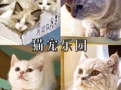 -猫宠乐园·专业洗护