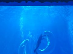 -多彩贵州城极地海洋世界