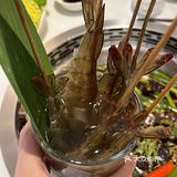 就这饭店的人气🔥真服气[强]