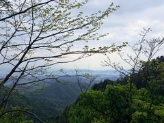 -天目山大树王景区