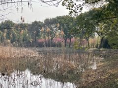 -同里国家湿地公园
