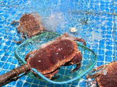 -巧克力渔家.小船海鲜胶东菜(万平口店)