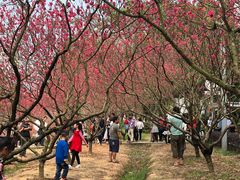 -南国桃园旅游度假区