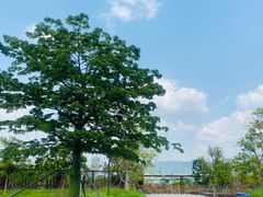 -光明小镇欢乐田园