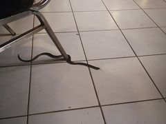 -绿光森林餐厅