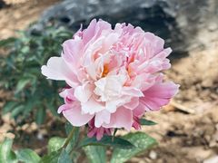 -洛阳市隋唐城遗址植物园