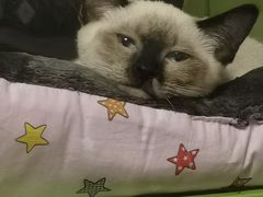 -欣宠猫屋·矮脚拿破仑·蓝金金渐层