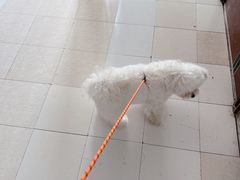 -鼎级派宠物(中南店)