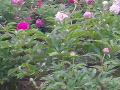 -长春公园(普阳街道)