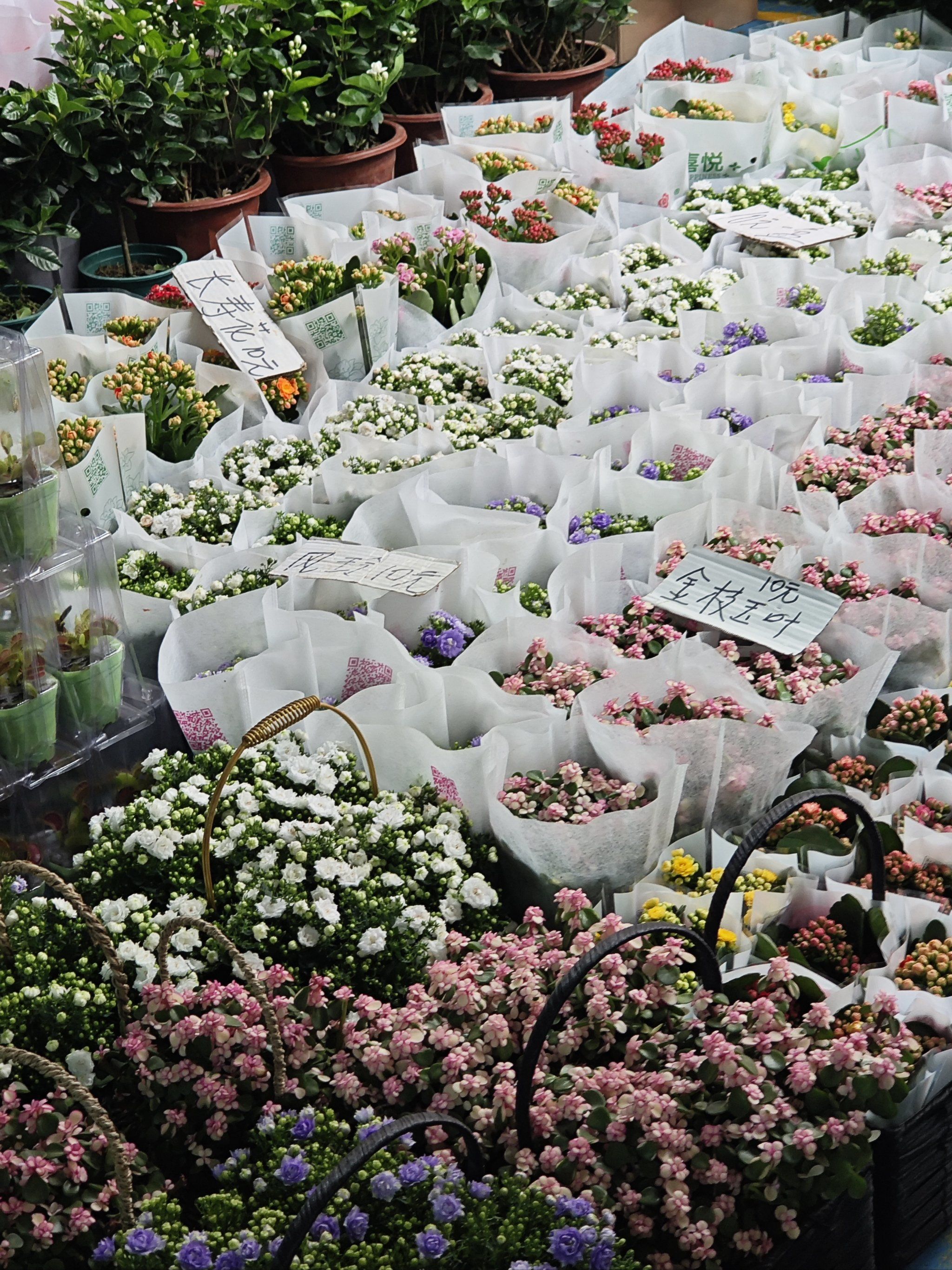 斗南花卉市场[色][色]