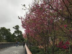 -金鸡山公园