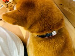 -是阿柴呀！柴犬咖啡·爱喵喵猫咖