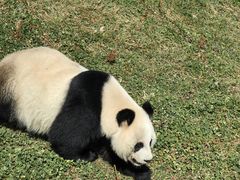-卧龙中华大熊猫苑神树坪基地