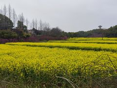 -杏花村文化旅游区