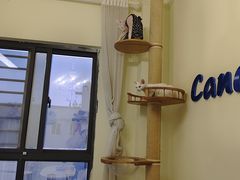 -团子家猫咪猫咖馆·柯基·柯尔鸭
