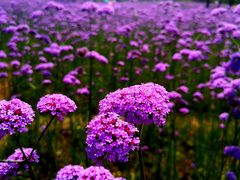 -杭州城北体育公园