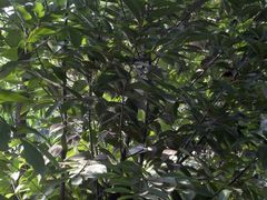 景观位-米兰臻选·花园餐厅(航空店)