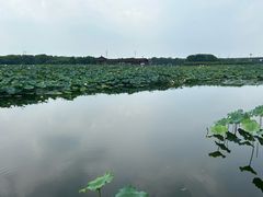 -荷塘月色湿地公园·向阳花洲