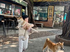 -柴犬高等学院·狗咖·柴犬售卖·宠物训练