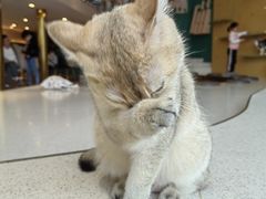 -飞行喵MR PILOT|猫舍·猫咖(静安大融城店)