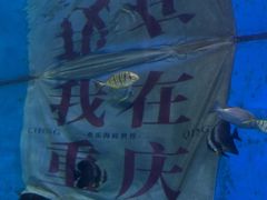 -重庆欢乐海底世界