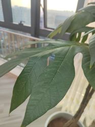 -HEYAN荷妍专业脱毛连锁机构
