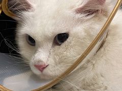 -萌兽医馆·犬猫专科·眼科中心·宠物医院(朝阳门分院)