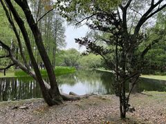 -上海共青森林公园