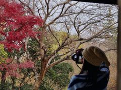 -秋霞圃