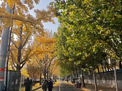 -三里屯东五街银杏大道