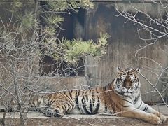 -青藏高原野生动物园