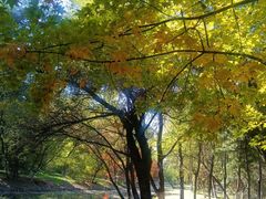 -长白岛森林公园